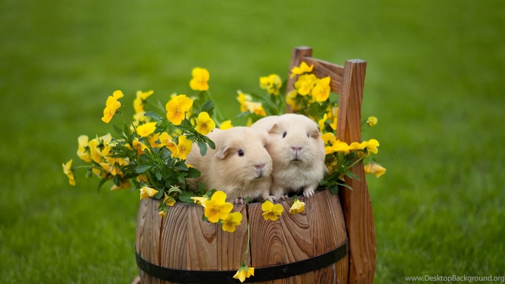 Hamster Wallpapers HD