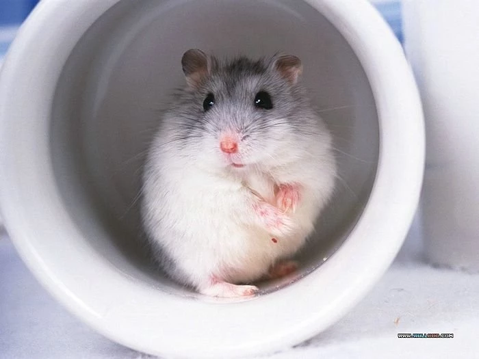 Photo: A Cute Little Hamsters In Cup, Pretty Hamsters Photos 15 ...