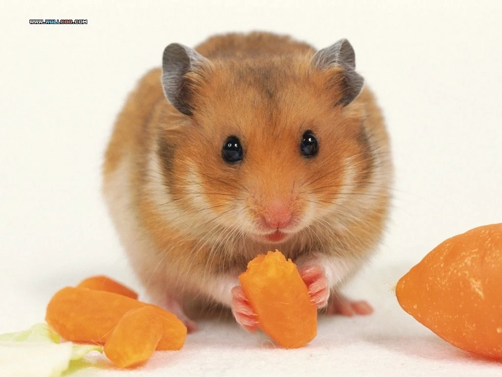 Cute Pet Hamster Wallpapers / Photos3 Wallcoo.net