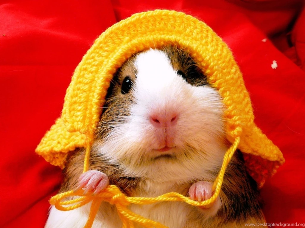 10 Cute Hamster Photos Collections Yoanu.com