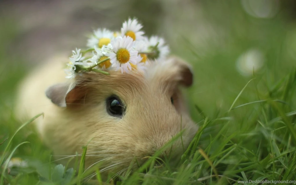 Cute White Hamster 1440x900px