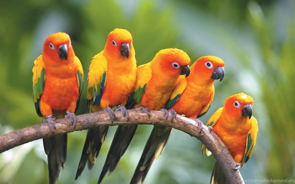 Wallpapers: Love Birds Wallpapers