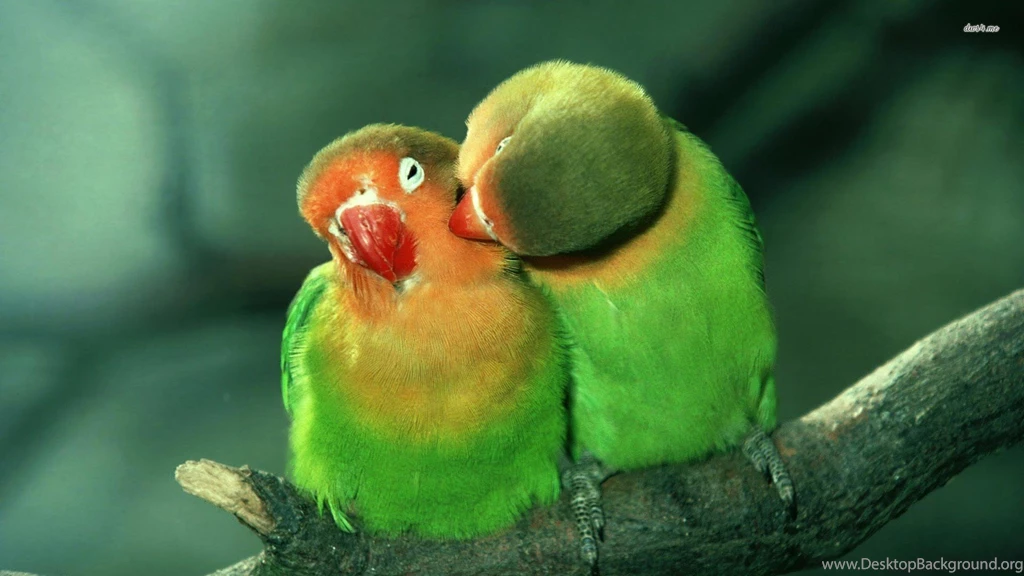 Wallpapers Lovebirds Best Website With Large 1920x1080