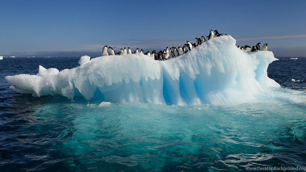 Ice Penguins Arctic Wallpapers