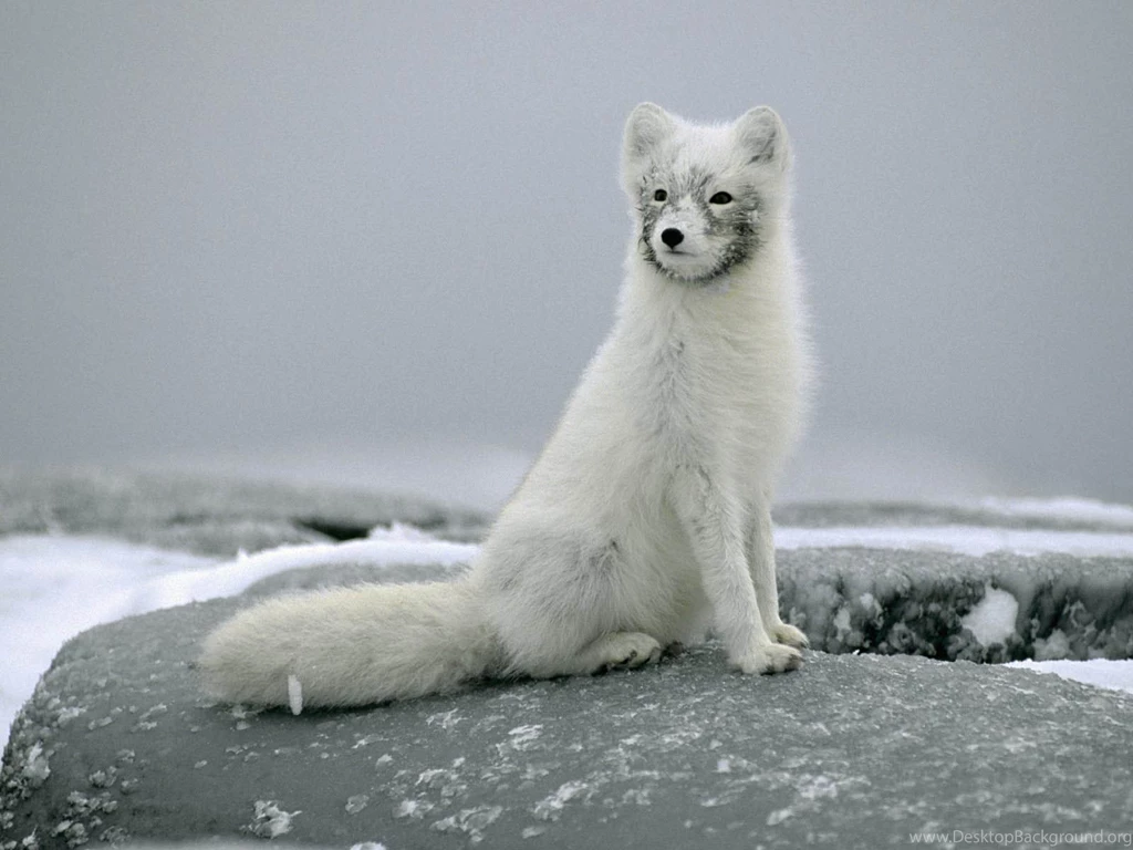 Arctic Fox Desktop Wallpapers