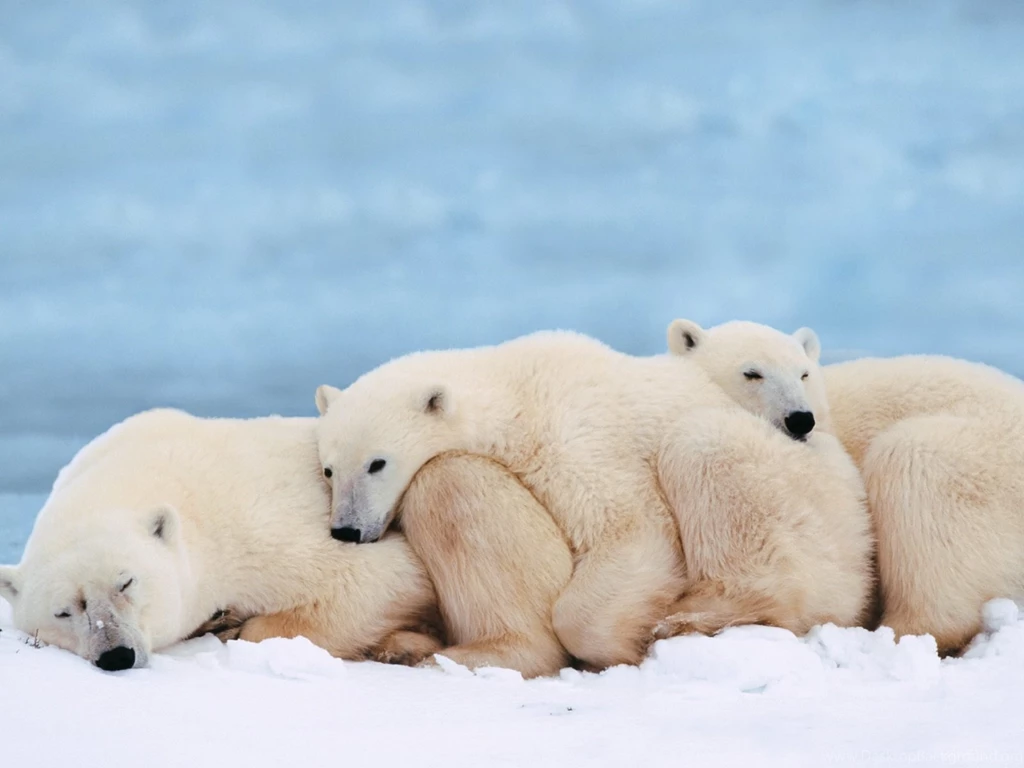 Desktop Wallpapers · Gallery · Animals · Arctic Polar Bears Family ...