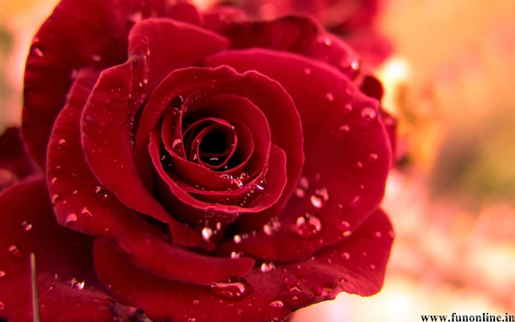 Rose With Water Drops Wallpapers
