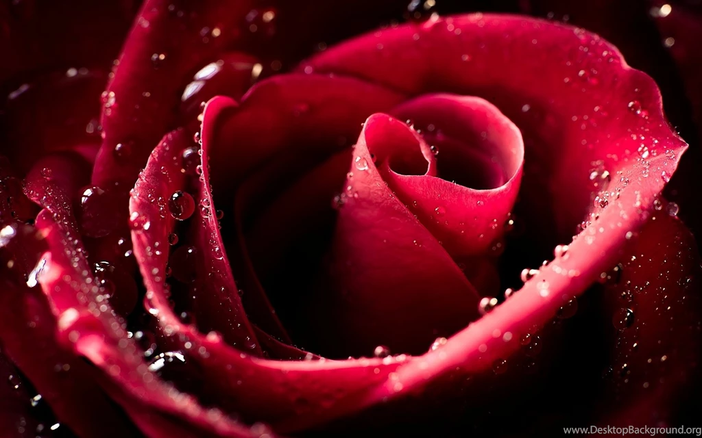 1920x1200 Red Rose Water Drops Wallpapers
