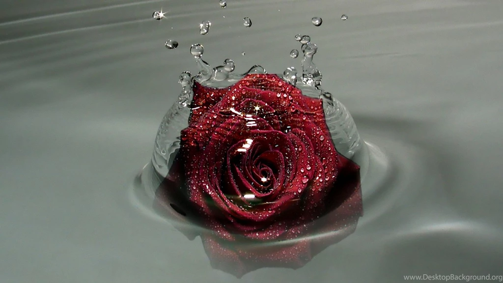 Red Rose In Water, Droplets, 2560x1440 HD Wallpapers And FREE Stock ...