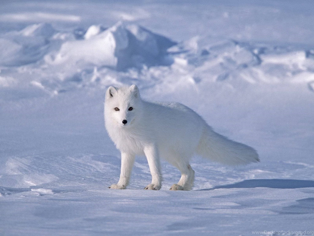 Free Arctic Fox Wallpapers   HD Wallpapers