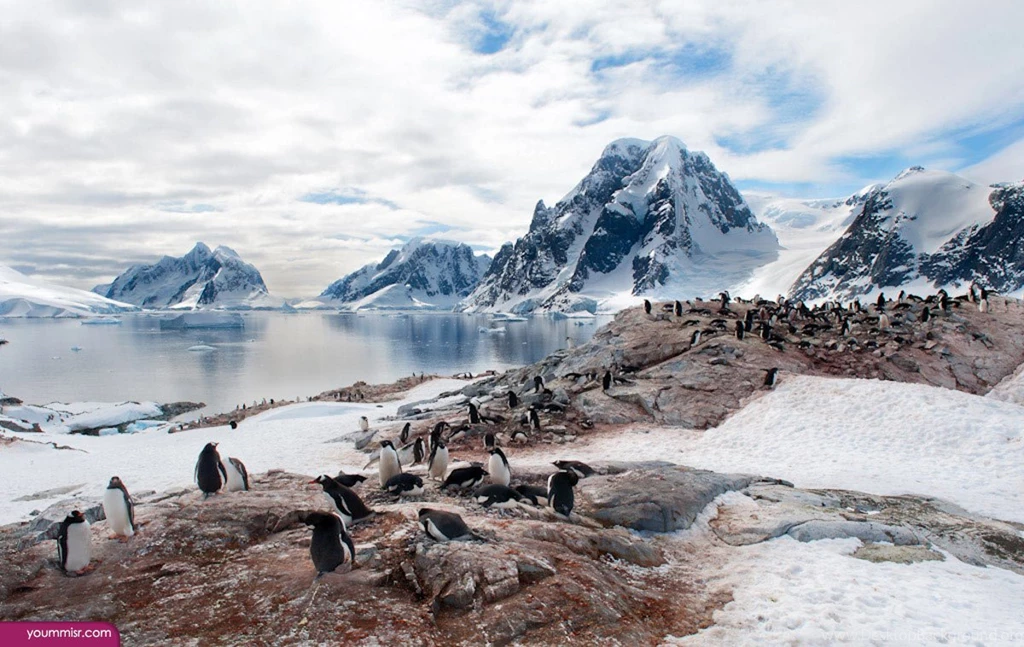 Pins For: Arctic Wallpapers Penguin From Pinterest