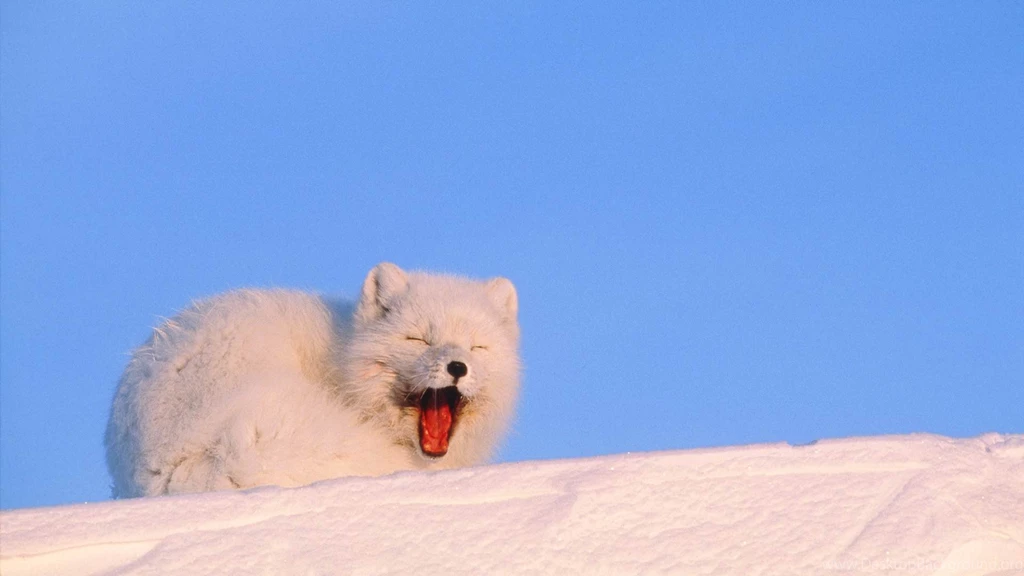 Arctic Fox Images