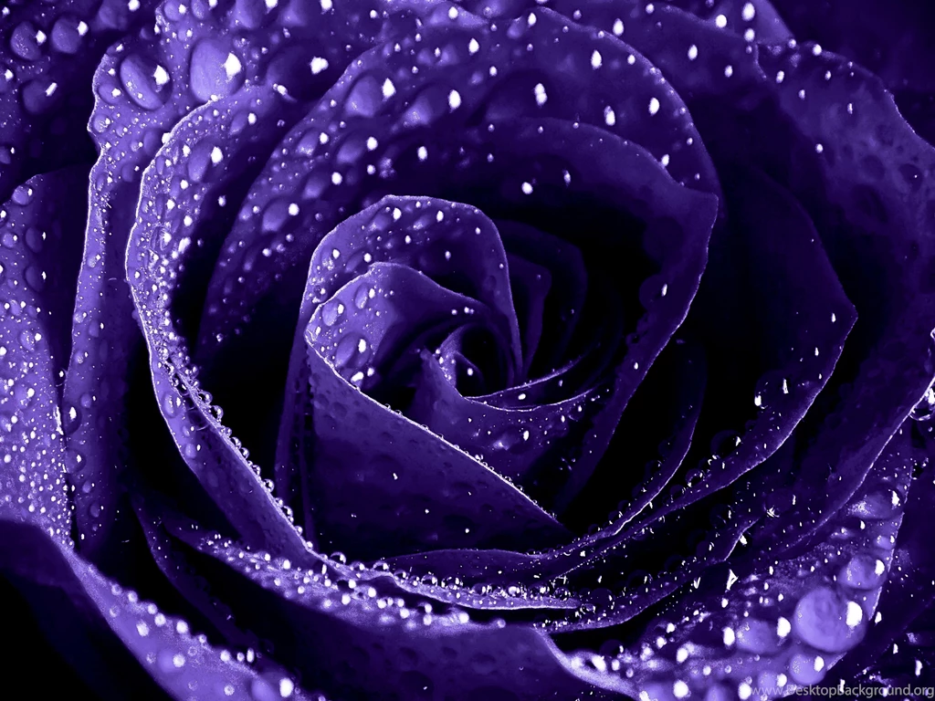 ENCHANTMENT PURPLE ROSE WITH WATER DROPLETS WALLPAPER (