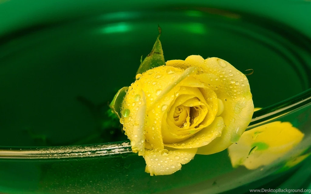 Water Flowers Water Drops Yellow Rose Yellow Flowers Wallpapers ...