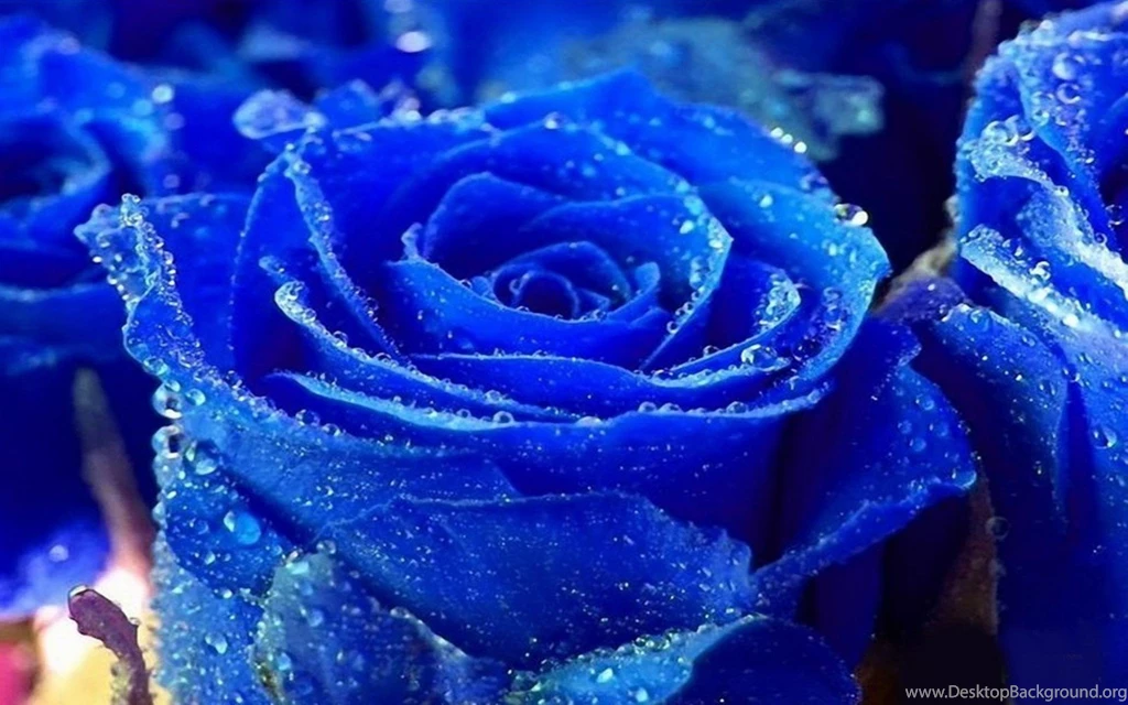 Rose Water Drops Blue Colour Pictures Beautiful Flower Rose ...