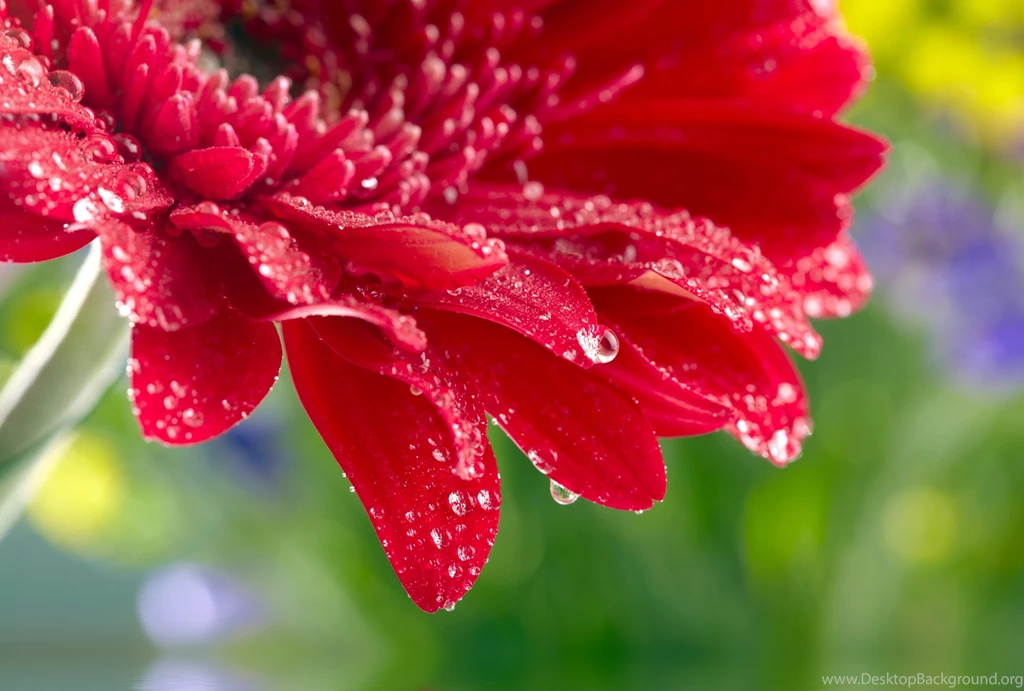 Red Daisy Gerbera Close Up Rose Flower Water Drops Wallpapers ...