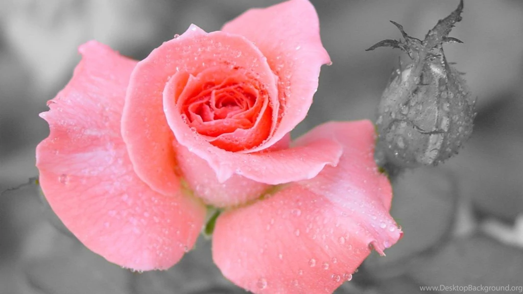 Flowers Rose Flower Dew Water Drops Hd Wallpapers   (