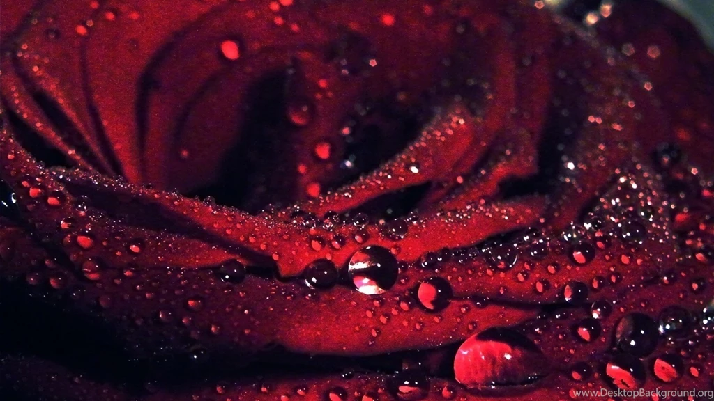 Rose With Water Drops Wallpapers