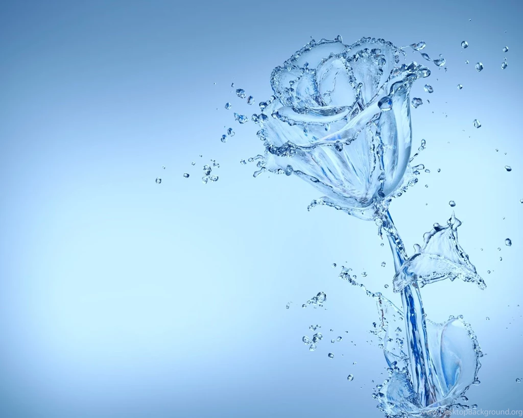 Rose With Water Drops Wallpapers
