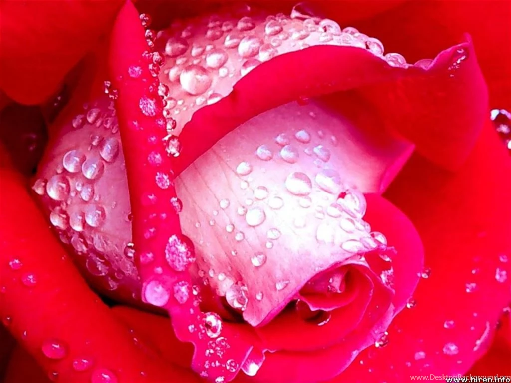 Rose Computer Wallpapers, Desktop Backgrounds