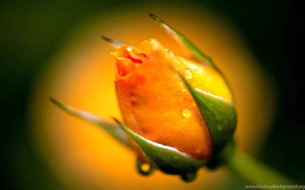 Download Wallpapers 3840x2400 Yellow, Rose, Bud, Macro, Drops ...