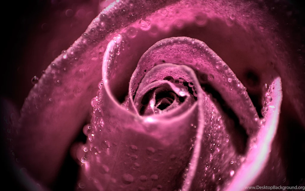 Purple, Pink Rose Water Drops New Hd Wallpapers