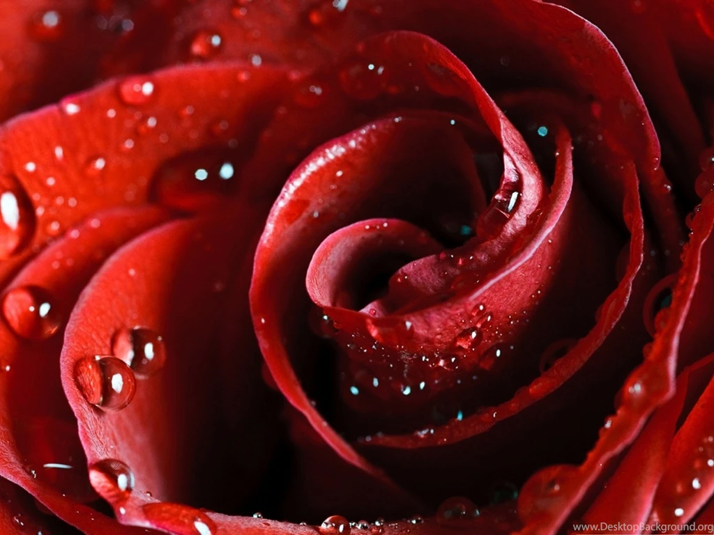 Wallpapers For The Computer – Beautiful Scarlet Rose With ...