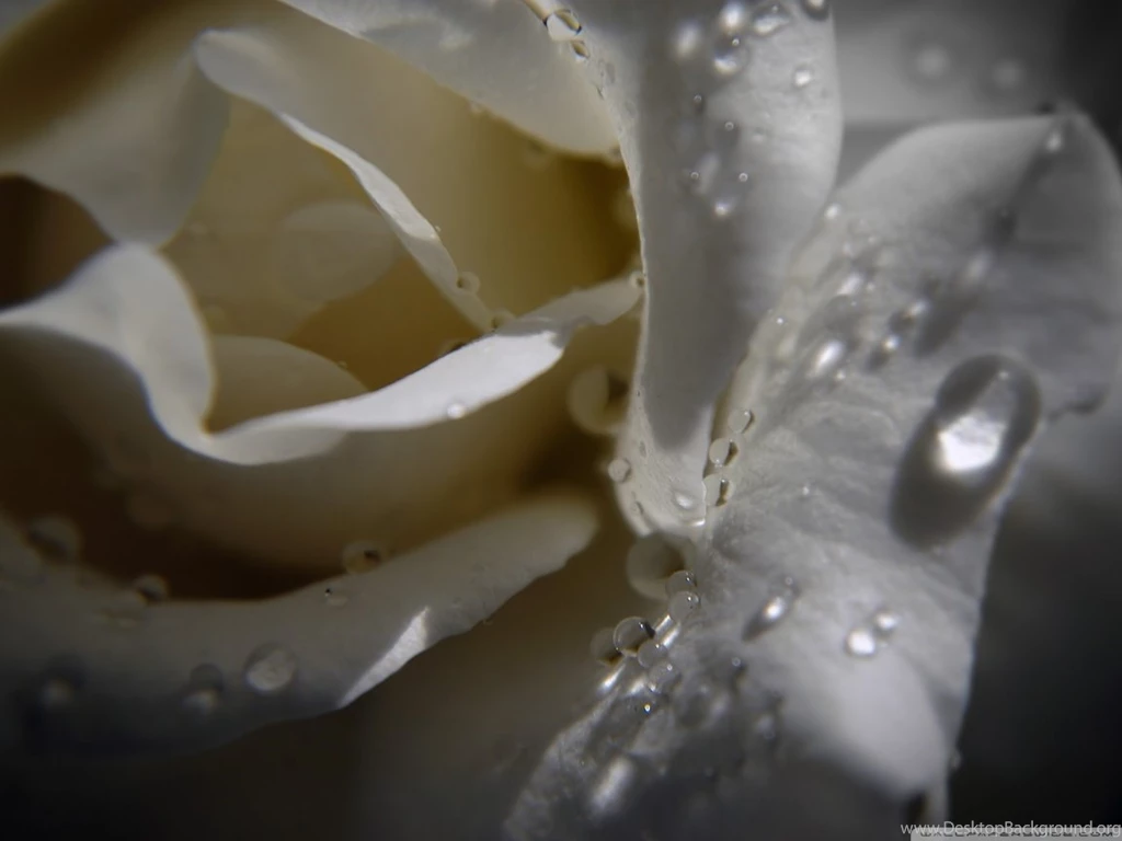 White Rose With Water Drops HD Desktop Wallpapers : High Definition ...