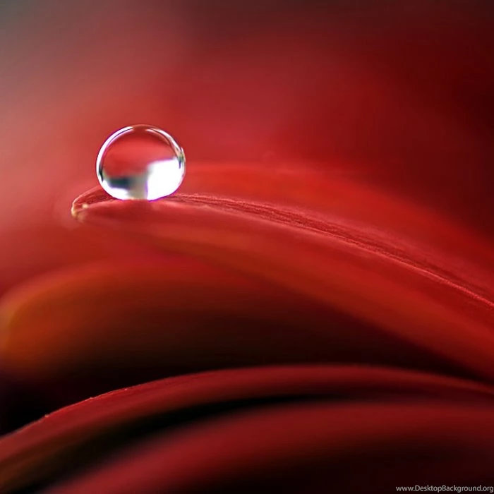 Rose HD Wallpapers