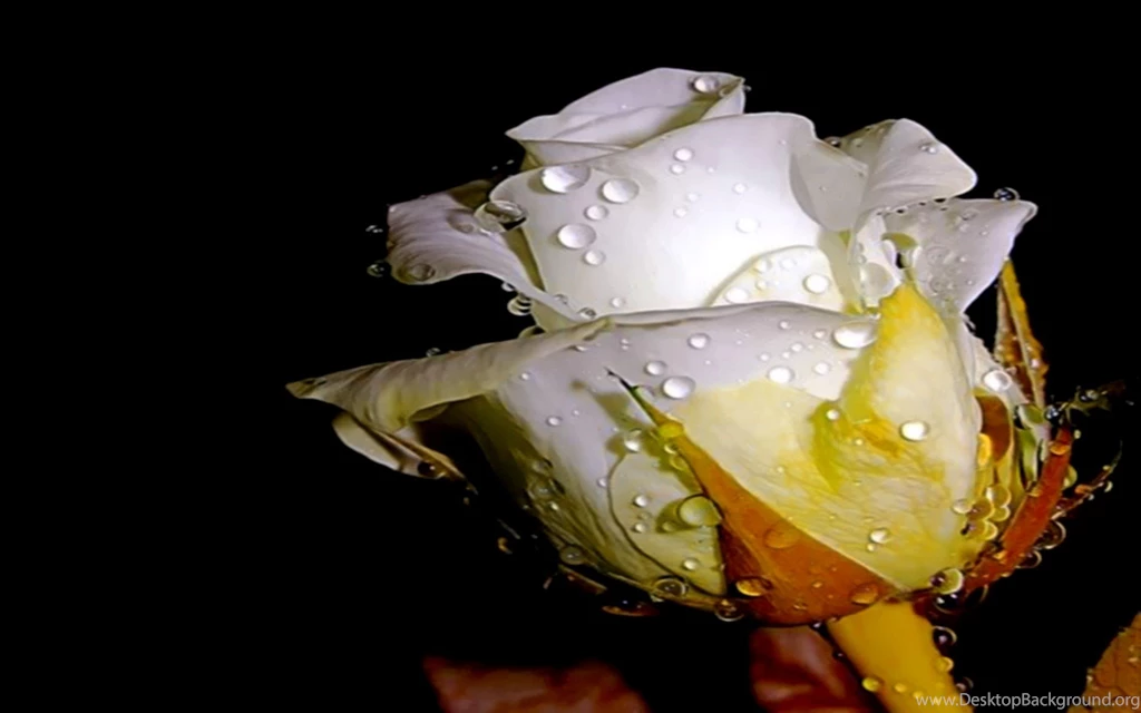 White Rose In A Drop Of Water Wallpapers And Images Wallpapers ...