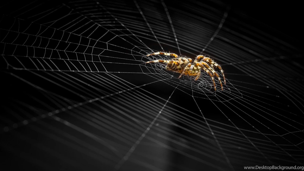 Other: Spider Black Insect Autumn Halloween Golden Web Insecte ...