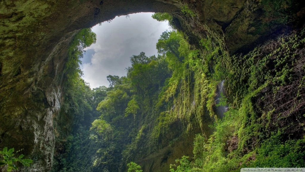 Rain Forest HD Desktop Wallpapers : Widescreen : High Definition ...