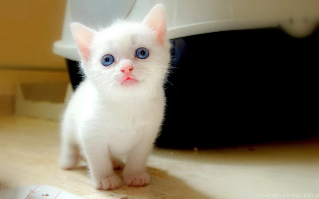 Small White Cute Cat Hd Free Wallpapers Free Hd Wallpapers