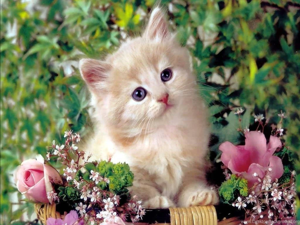 Cute Cat Pictures HD Wallpapers Free Download