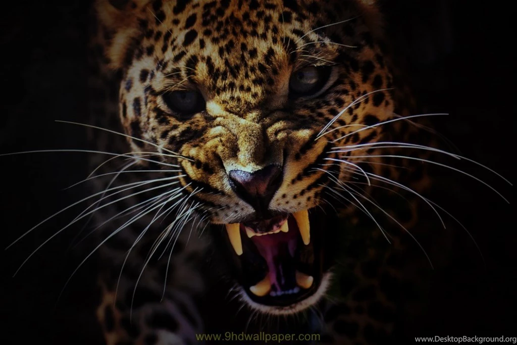 Hit Animal HD Wallpapers Download Exclusive Collection