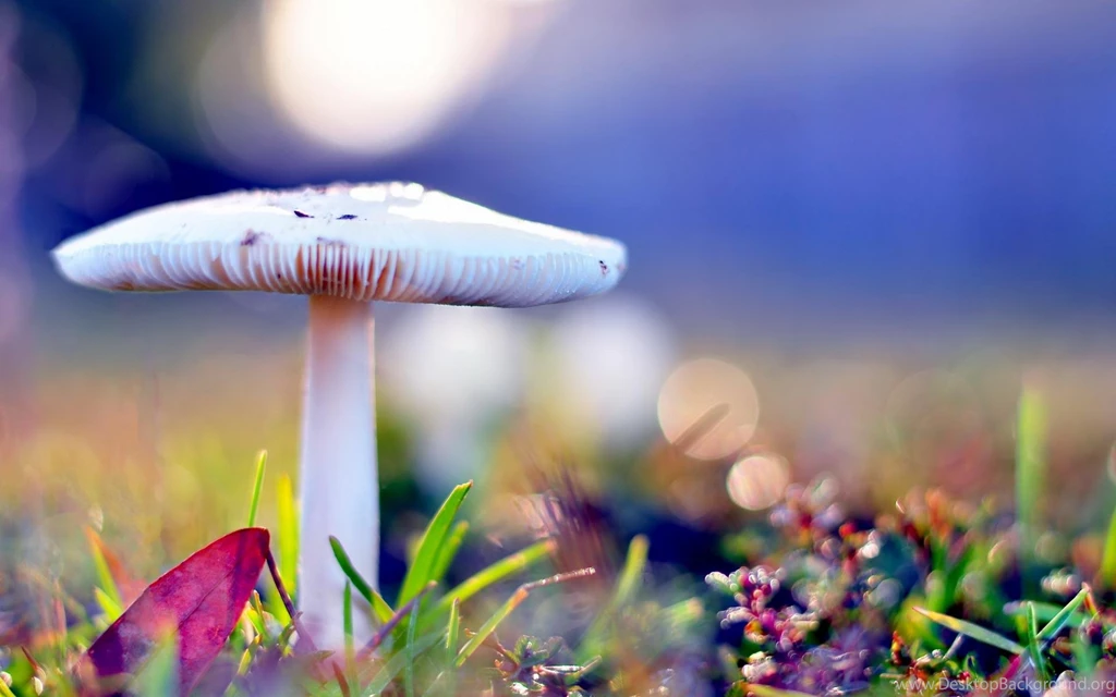 Beautiful Hd Wallpapers
