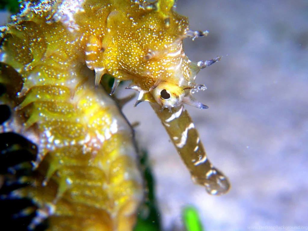 Animal, Seahorse, High, Definition, Wallpaper, For, Desktop ...