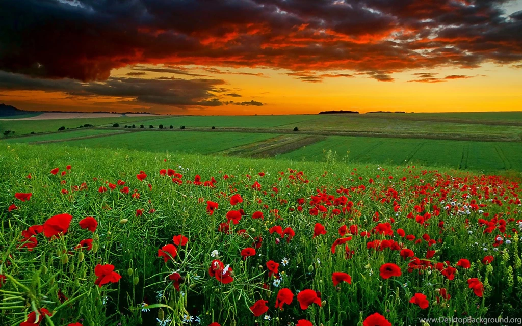HD Beautiful Flower Field Scenery Wallpapers Full Size ...