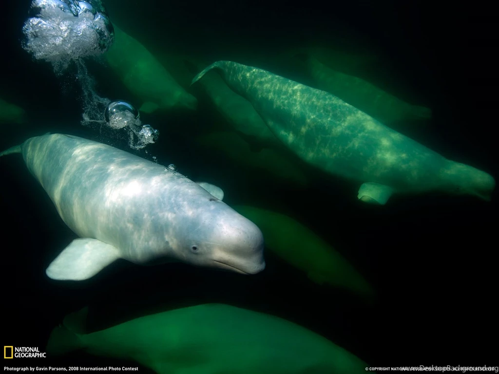 Beluga Whales Photo, Canada Wallpapers National Geographic Photo ...