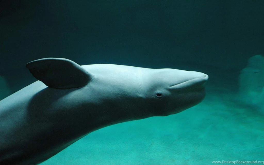 Aquarium Beluga Whales Dolphins Green Wallpapers (