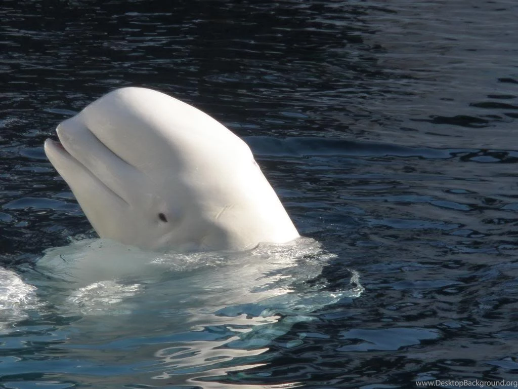 Beluga Whale Android HD Wallpapers 12166 Amazing Wallpaperz