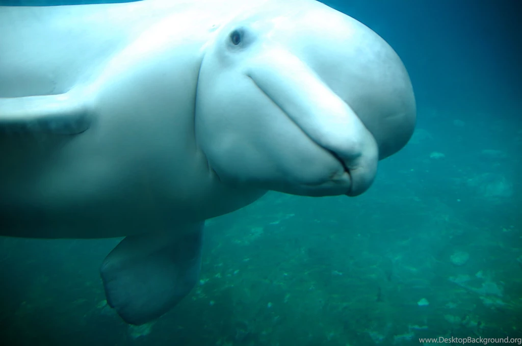 1248x832px Beluga Whale