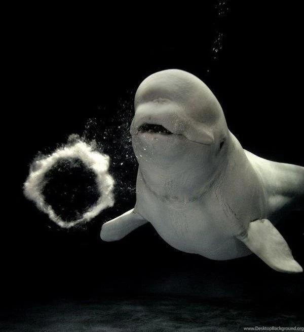 Beluga