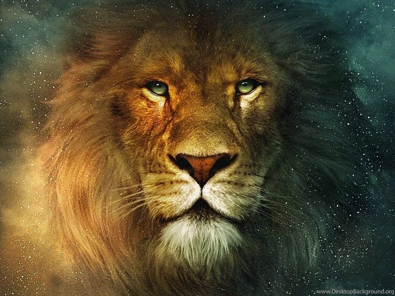 Animal Cat Leo – Animals Bears HD Desktop Wallpapers