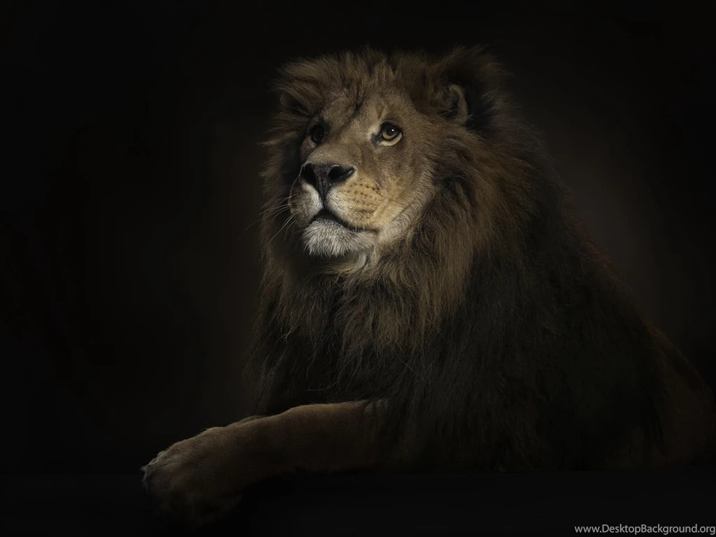 Leo Wallpapers   Wallpapers Cave