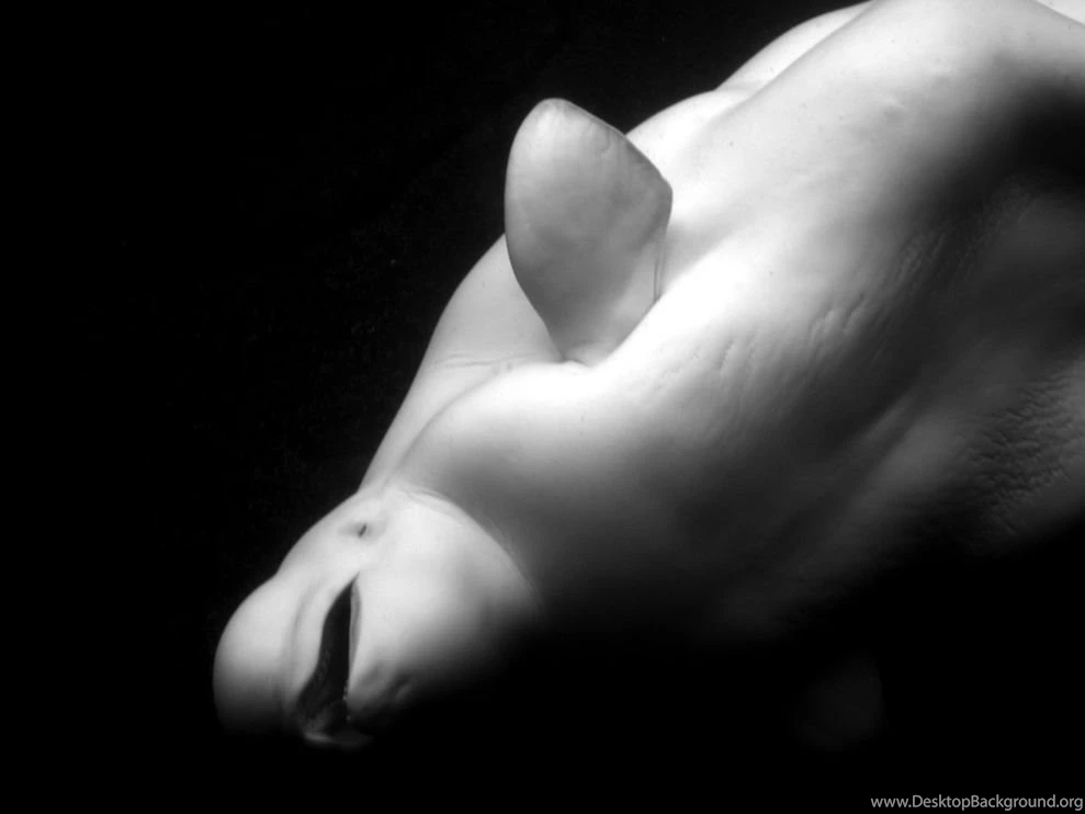 Beluga Whale Photo, Vancouver Wallpapers National Geographic ...
