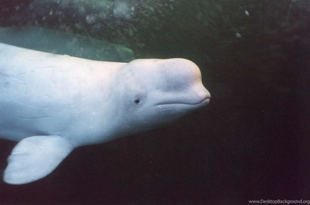 Baby Beluga Whale Wild Danasrhp.top