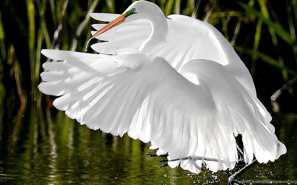 Heron Wallpapers Photo And Wallpaper. All Heron Wallpapers Pictures