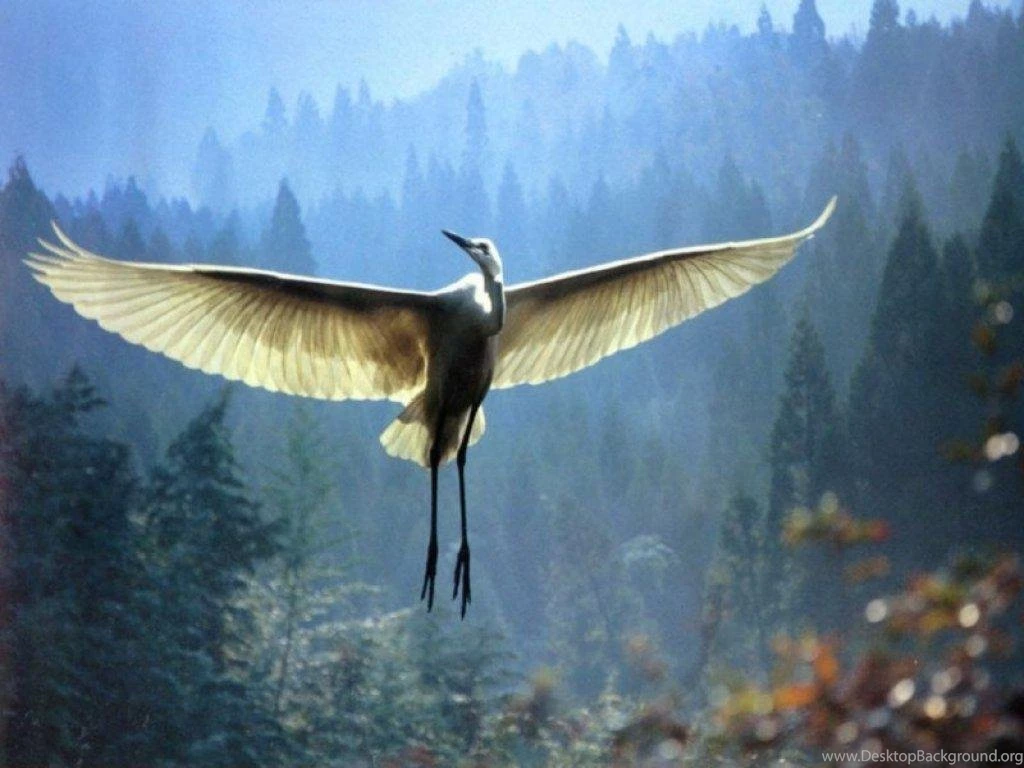 EGRET IN FLIGHT WALLPAPER (