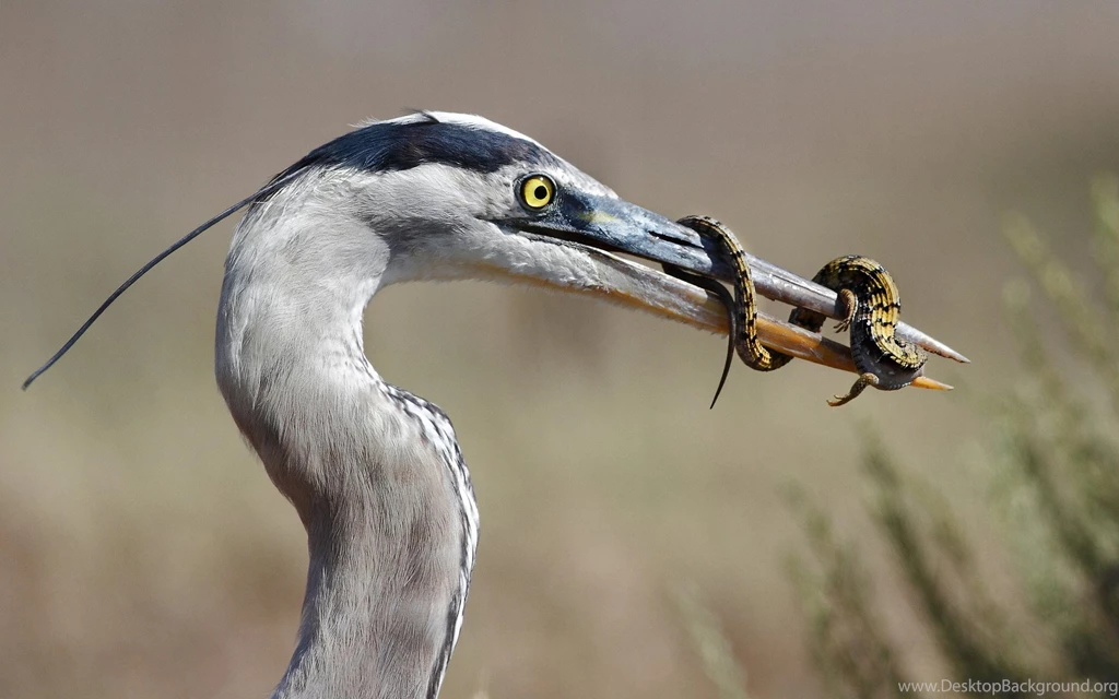 Great Blue Heron Lizard Wallpapers